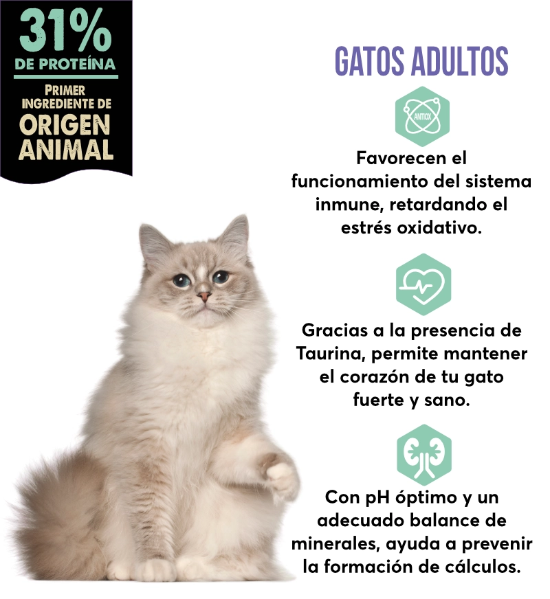 banner adultos gatos pc