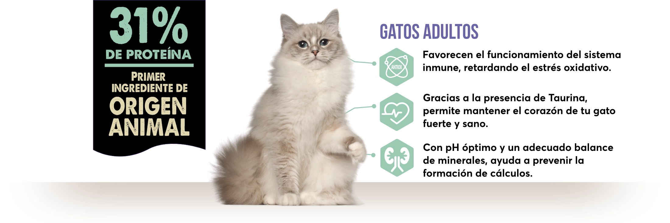 banner adultos gatos pc